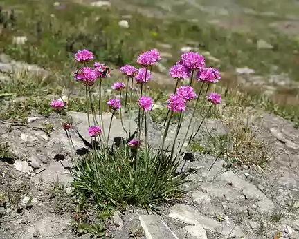 IMG_9551 Armérie des Alpes (Armeria alpina Willd.)